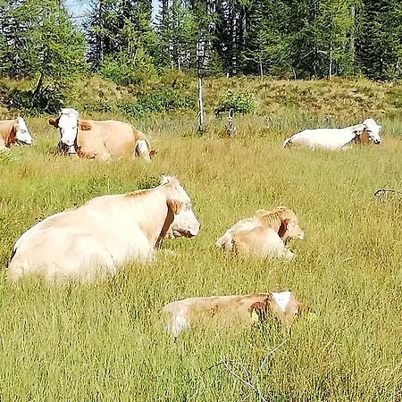 Gaestehaus Puerstl-kocher Bed & Breakfast