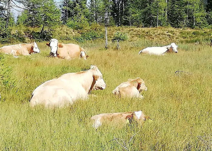 Gaestehaus Puerstl-kocher Bed & Breakfast